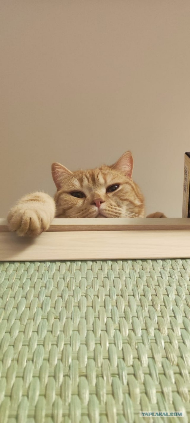 Котёнок Батон приветствует ЯПовцев