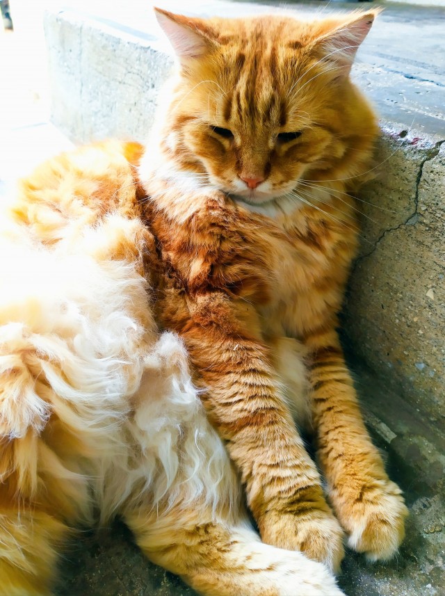 Котовторник 1.11.22