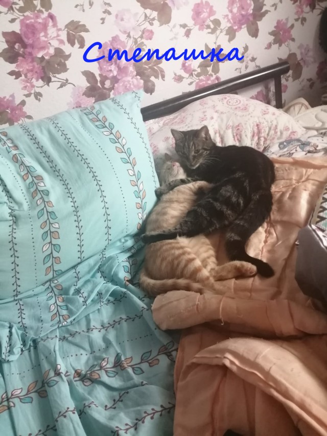 Жизнь домашнего приюта "Котоленд" 365