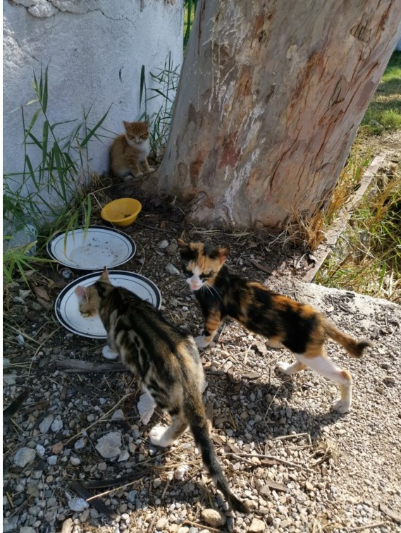 Кошаки. Греческие