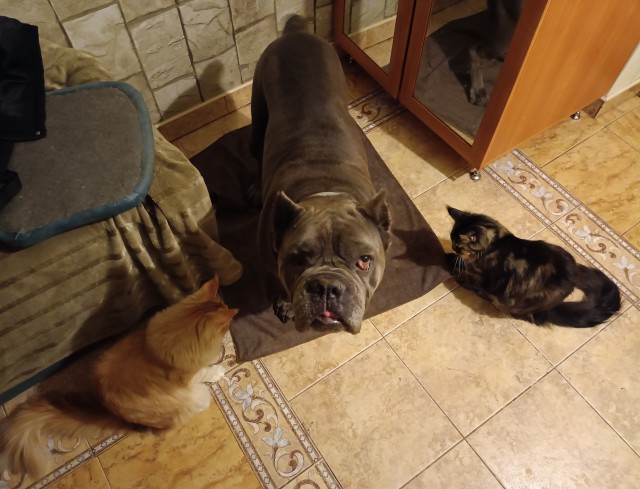 К котовторнику