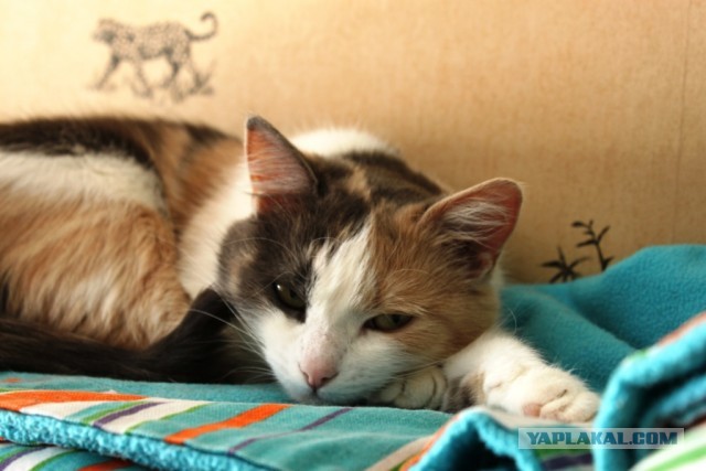 Котовторник 09.04.2013
