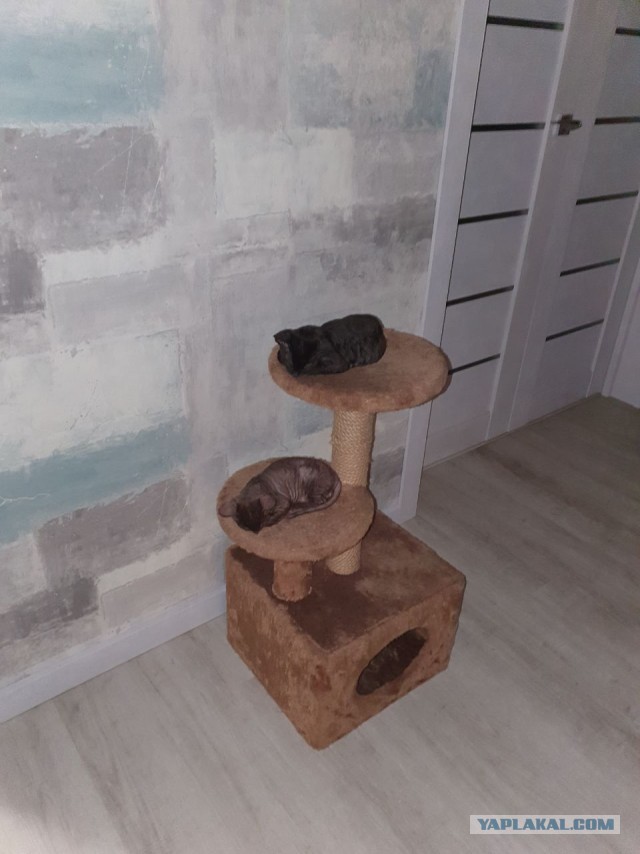 У нас время релакса... А ты работай, бесхвостый!