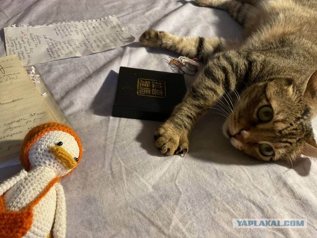 Как коты порабощают людей: 6 выводов ученых
