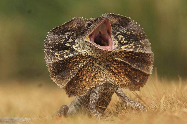 Платье