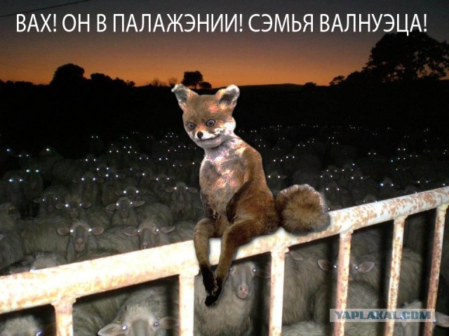 "Я в положении!"
