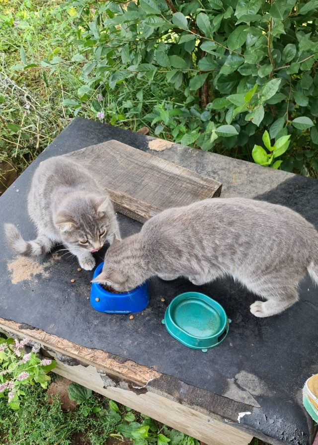 Котовторник
