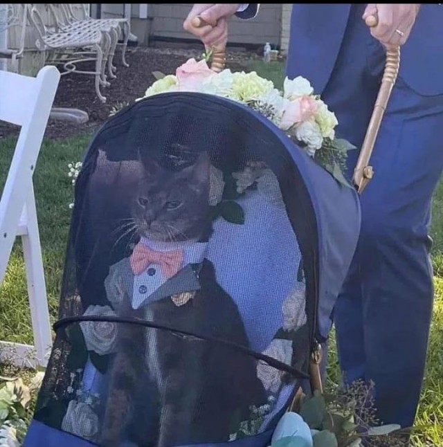 Кожаный пёс!