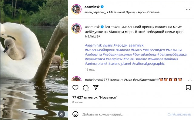 Вот такой «маленький принц» катался на маме лебёдушке на Минском море.