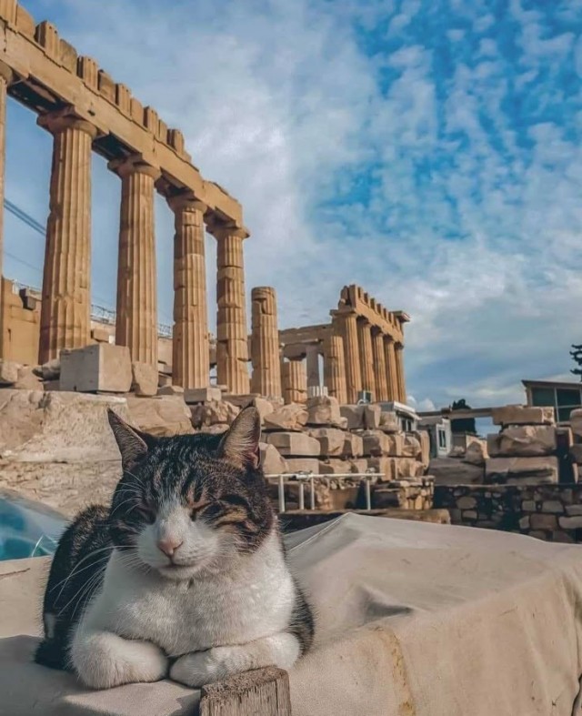 Плёночные фотографии бездомных кошек в Греции