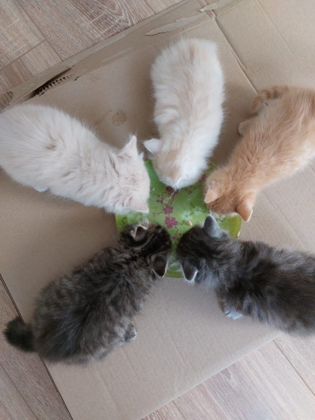 Звезда пленительного счастья.