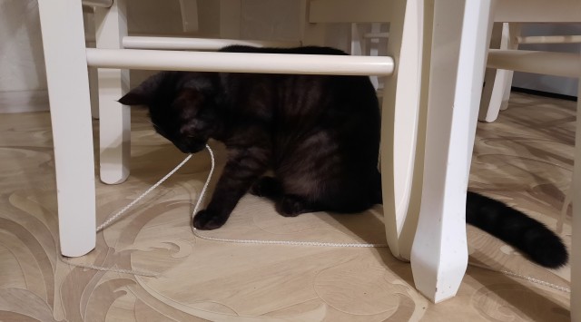А где коты?