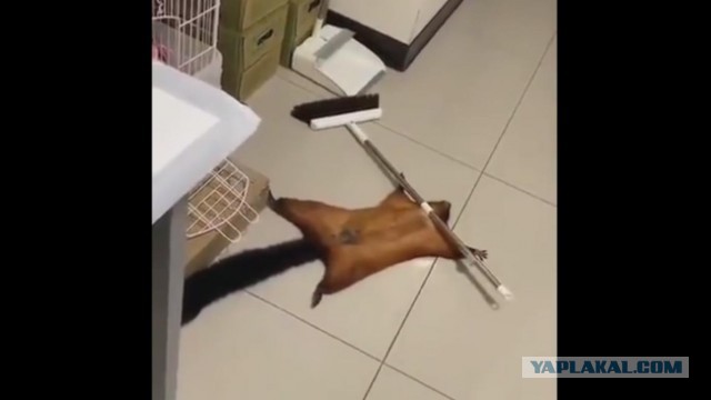 Жертва домашнего уюта