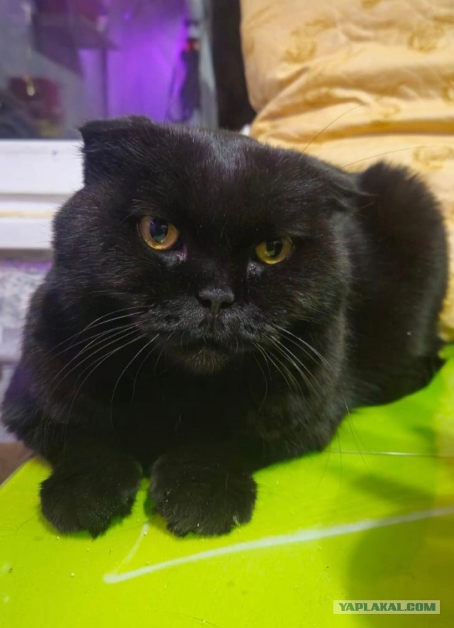Котовторник