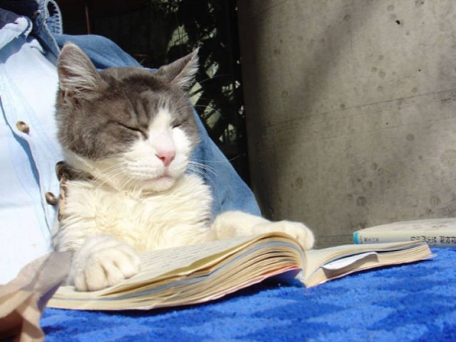 Котики тоже любят читать