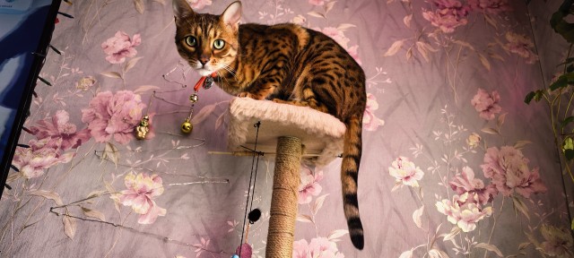 Котофторник жеж