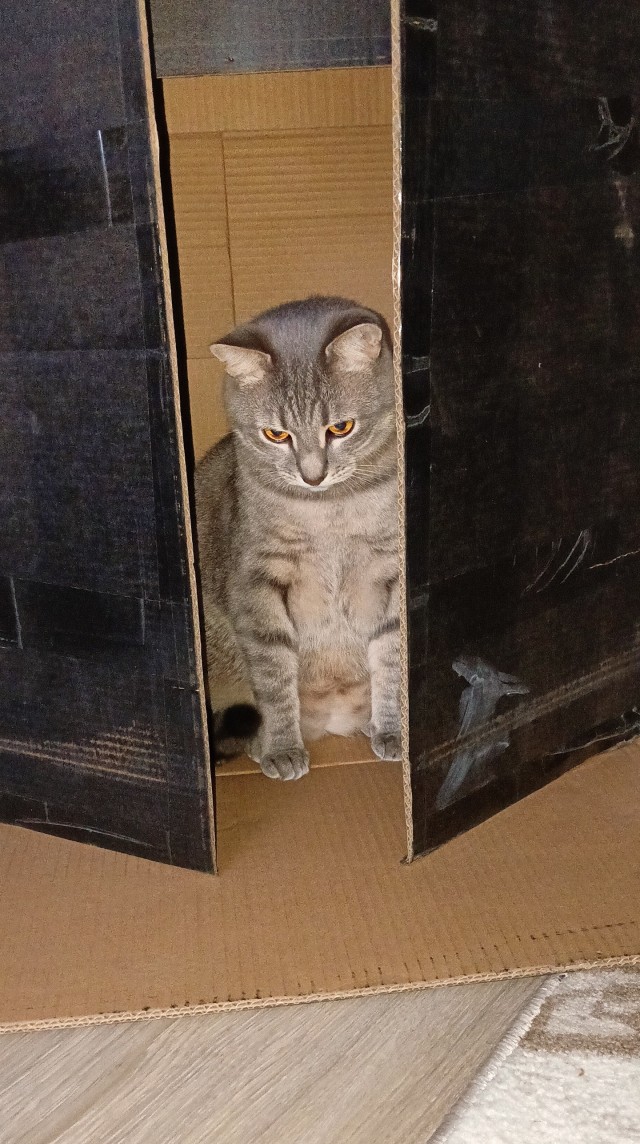 Котовторник. Маруселла.
