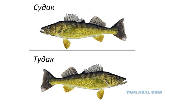 Ии, сука.