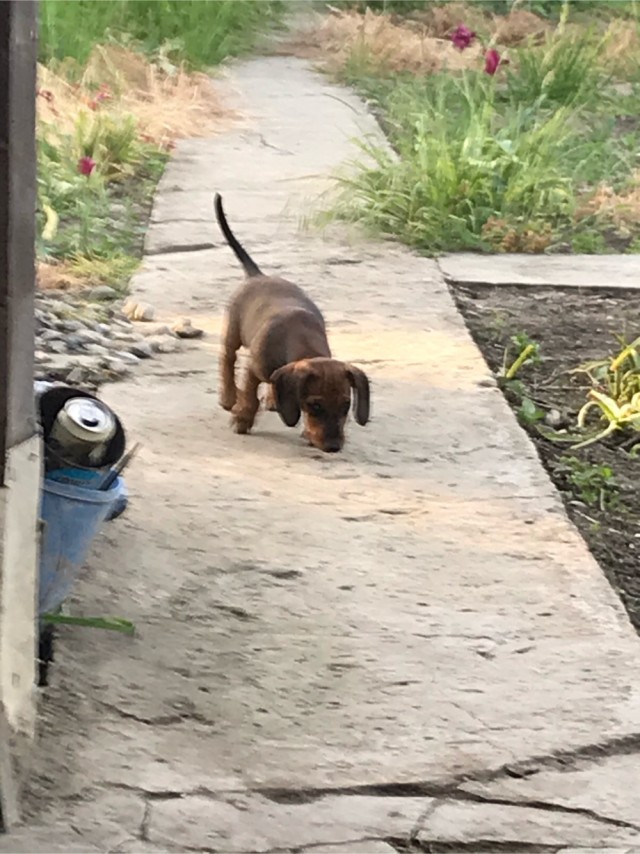 Милота