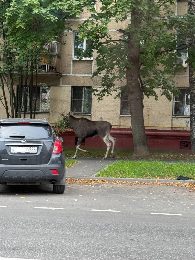 Московские и областные лоси