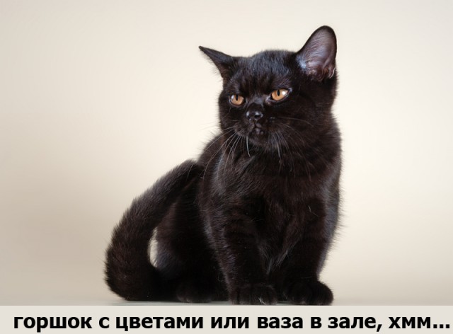 Котоподборка