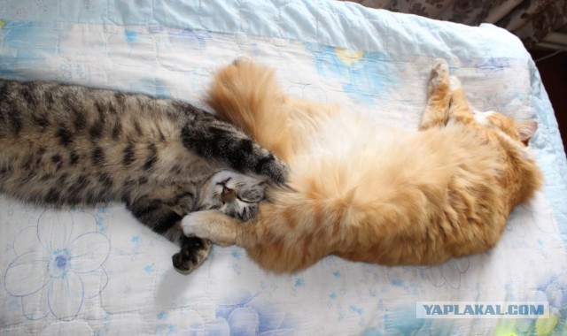Котовторник 25.02.2014