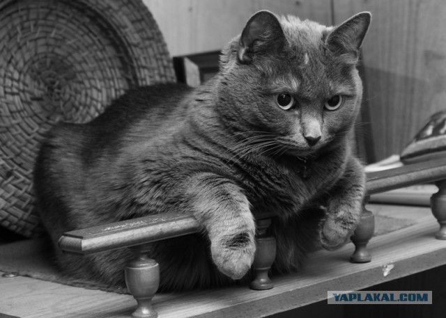 Котовторник 18.03.2014