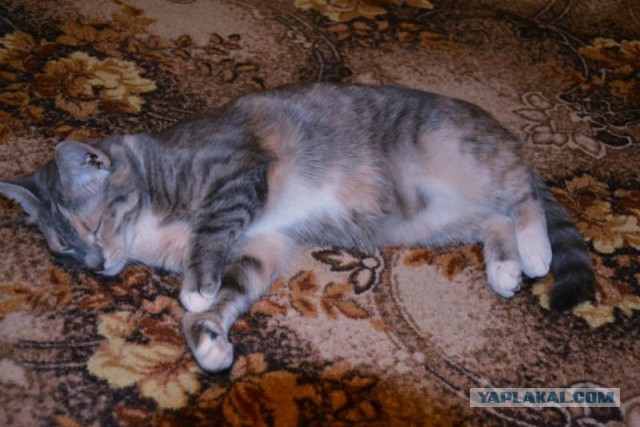 Котовторник 01.04.2014