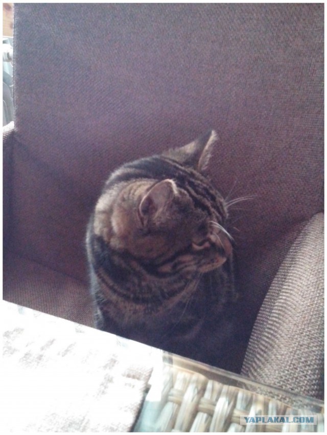 Котовторник 6.05.2014