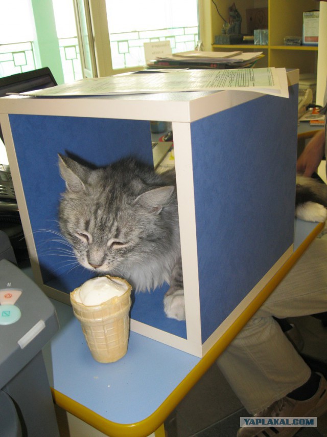Котовторник 6.05.2014