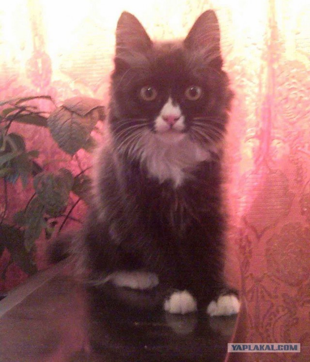 Котовторник 27.5.2014
