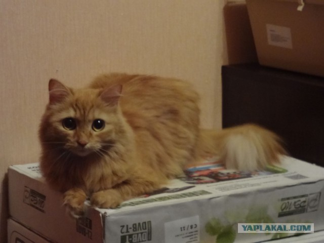 Котовторник 22.07.14