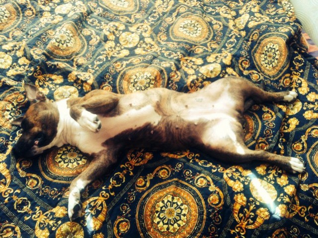 А,чё,все, про котеек, и 404? Давайте,про собакенов