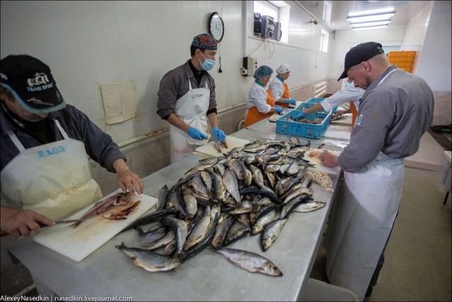 Как работает рыбный завод