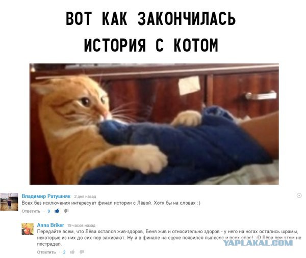 Чем закончилась история с котом