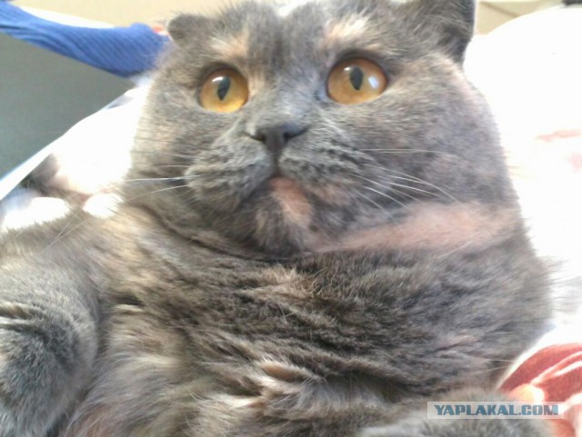 Котовторник.