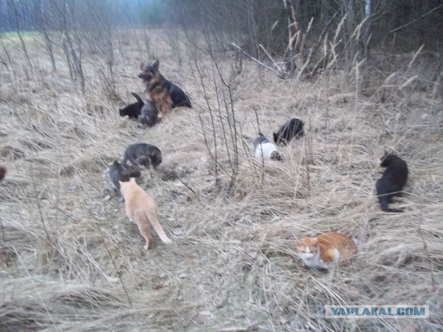 Жизнь домашнего приюта для котеек 54