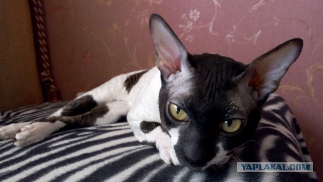 Котовторник 31.03.2015