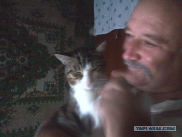 Котовторник 28.07.2015
