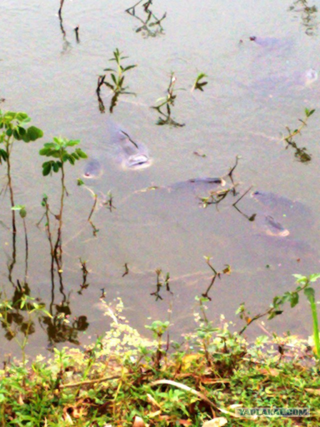 Что такое Бангладеш?