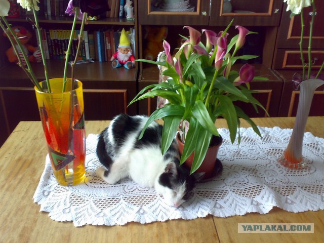 Мимимишности пост