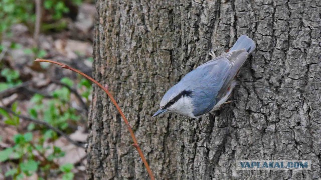 Каких птиц вы видите в городе?