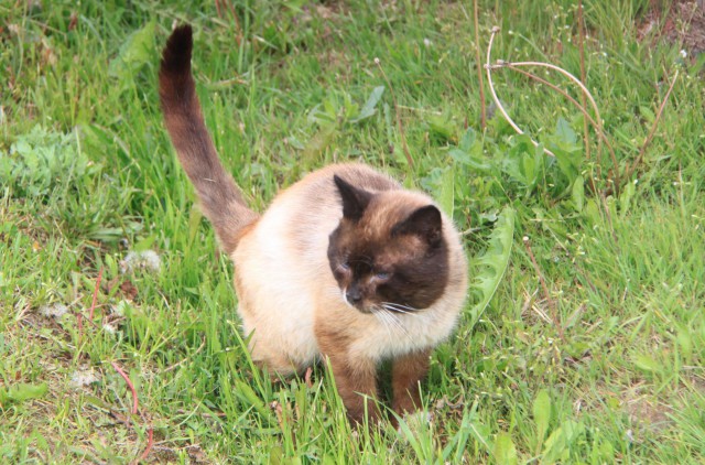 Котовторник 31.05.2016