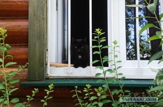 Кот с лампой