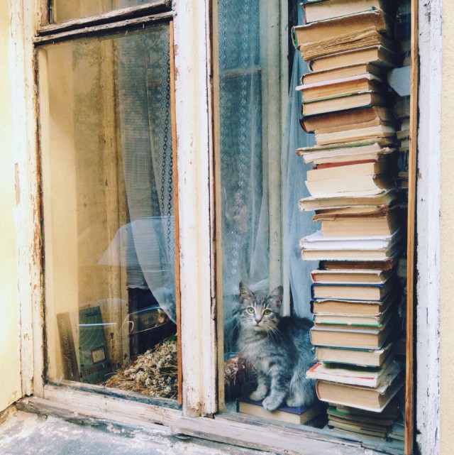 возникновения интереса к работе. советские домашние библиотеки. икеа билли библиотека. в доме должен быть кот в доме должен быть. книжная полка billy ikea.