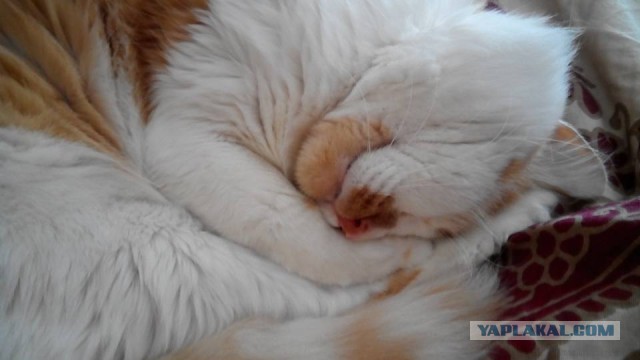 Котовторник 27.09.16