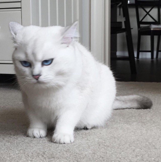 Коты из сети