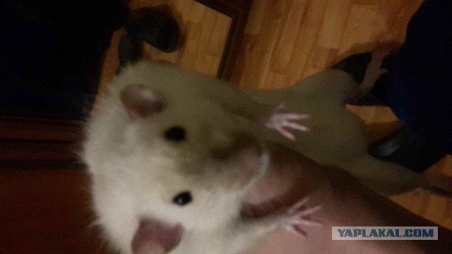 О наглых, тупых детях, дебильных соседях и раздавленной крысе на новый год