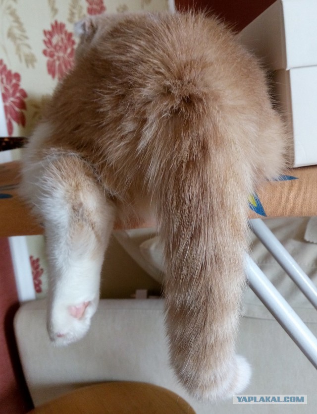 Котовторник 28.02.2017