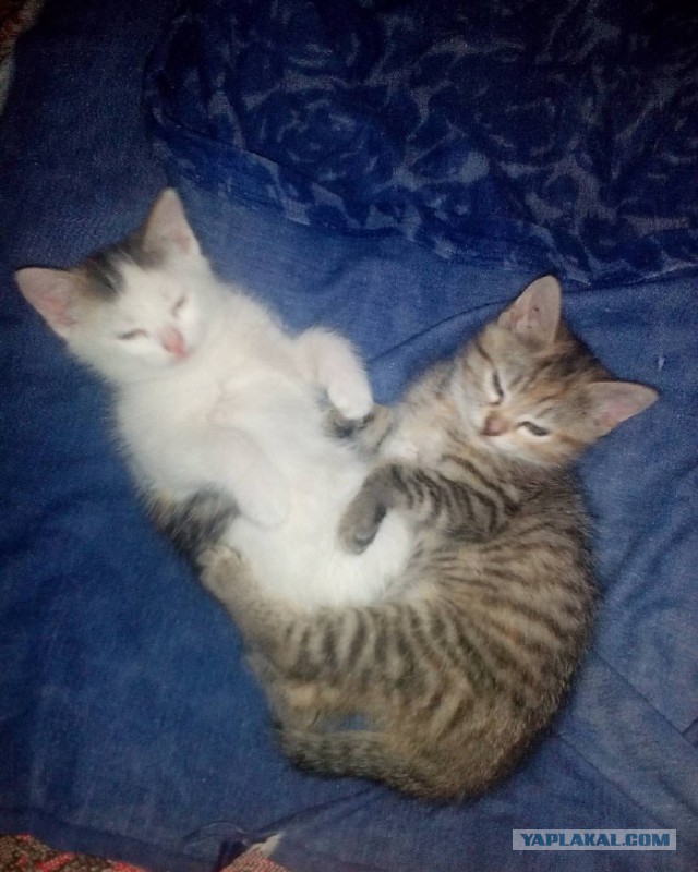 Котовторник 28.02.2017